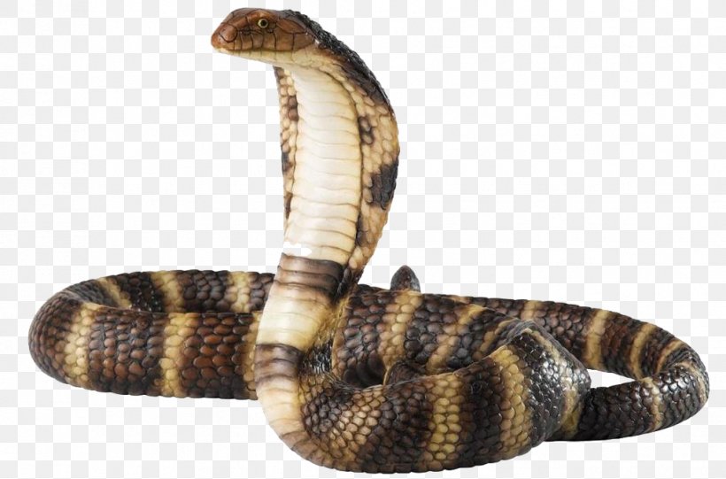 Venomous Snake Reptile King Cobra, PNG, 1018x672px, Snake, Blacknecked Spitting Cobra, Cobra, Egyptian Cobra, Elapid Snakes Download Free