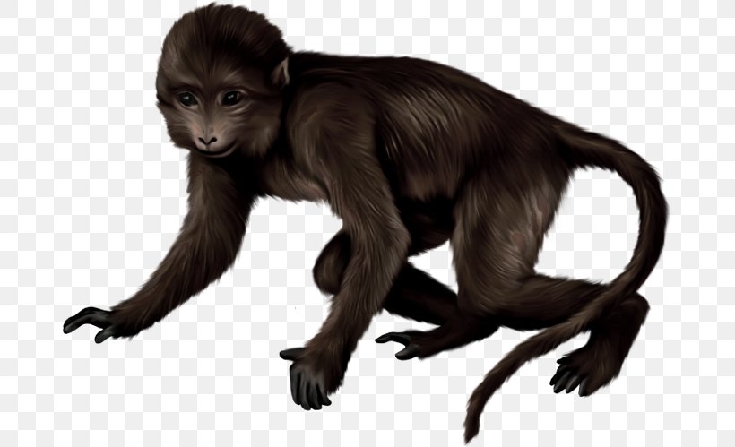 Macaque Primate Monkey Clip Art Drawing, PNG, 680x499px, Macaque, Animal, Drawing, Fauna, Fictional Character Download Free