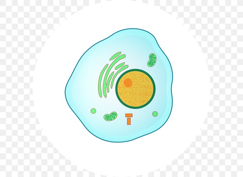 Prophase Interphase Mitosis Metaphase G1 Phase, PNG, 600x600px, Prophase, Anaphase, Cell, Cell Cycle, Chromosome Download Free