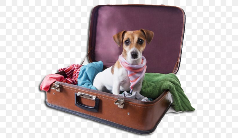 Dog Grooming Pet Sitting Cat Veterinarian, PNG, 575x476px, Dog, Baggage, Cat, Checked Baggage, Companion Dog Download Free