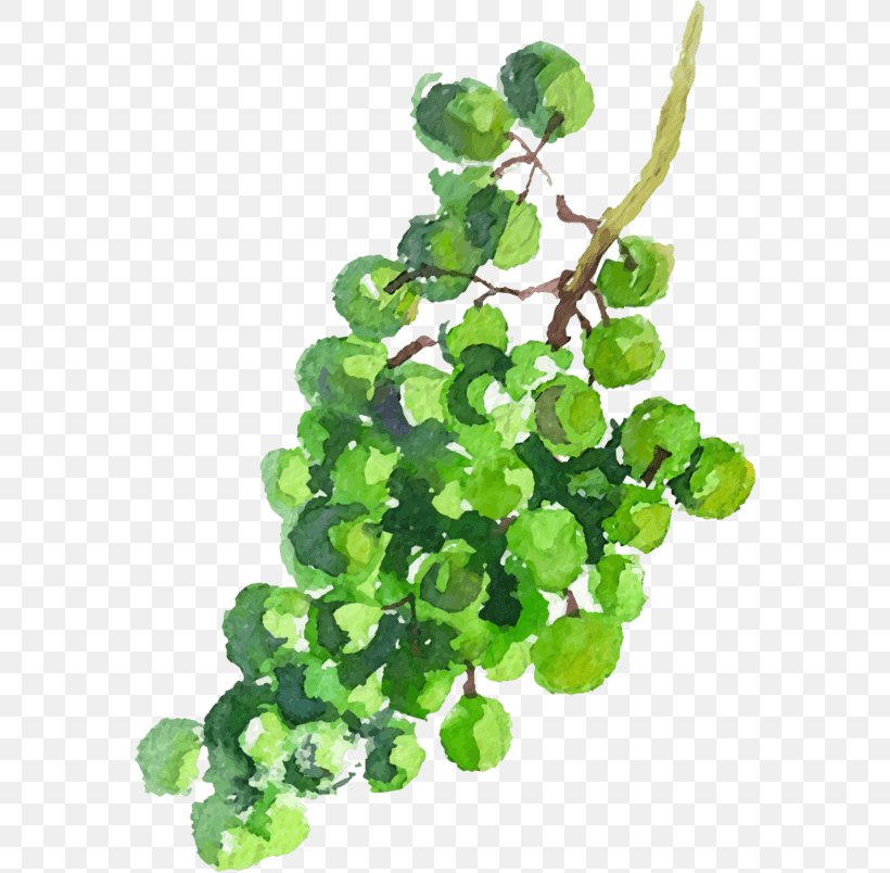 Grape Green Image Watercolor Painting Drawing, PNG, 804x804px, Grape, Annual Plant, Aquarium Decor, Cyan, Drawing Download Free