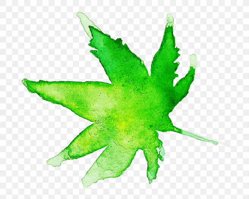 Maple Leaf, PNG, 1800x1436px, Watercolor Leaf, Green, Hemp Family, Leaf, Maple Download Free