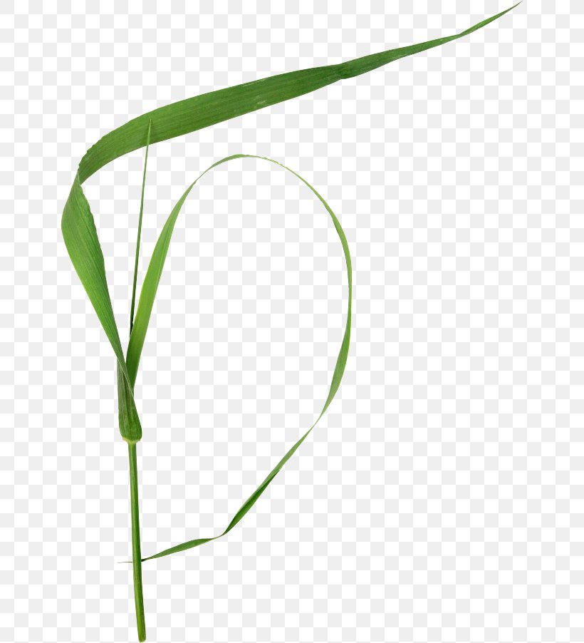 Plant Stem Grasses Clip Art, PNG, 650x902px, Plant Stem, Commodity, Flowering Plant, Grass, Grass Family Download Free