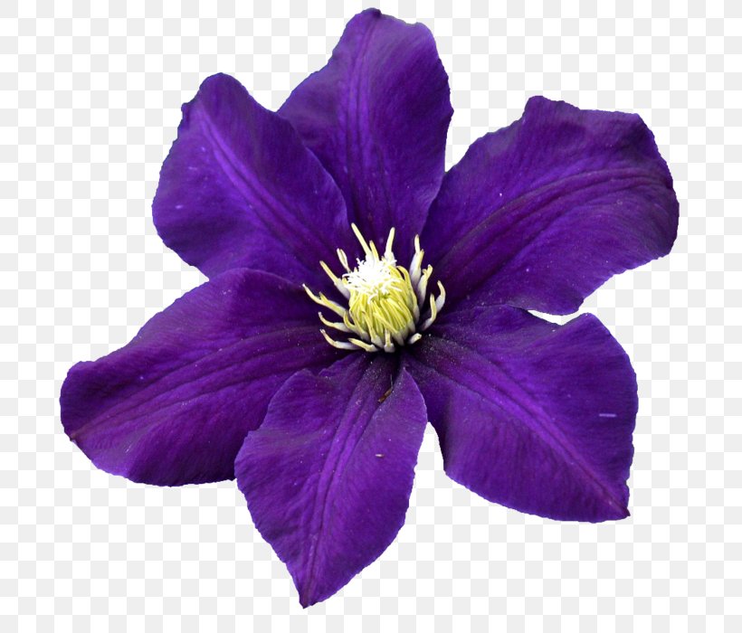 Leather Flower Common Hibiscus Petal Violet, PNG, 700x700px, Leather Flower, Clematis, Color, Common Hibiscus, Flower Download Free