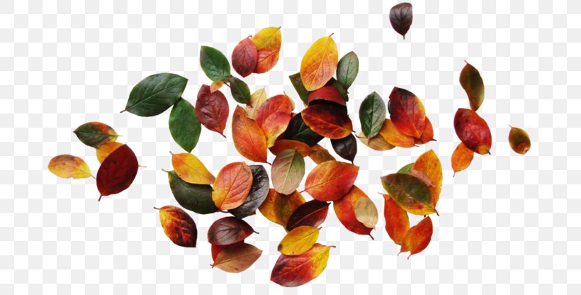 Clip Art Autumn Leaves Image Graphic Design, PNG, 699x416px, Autumn Leaves, Autumn, Blog, Diary, Food Download Free