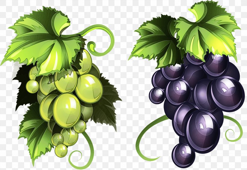 Grape Grape Leaves Grapevine Family Leaf Fruit, PNG, 3000x2073px, Watercolor, Food, Fruit, Grape, Grape Leaves Download Free