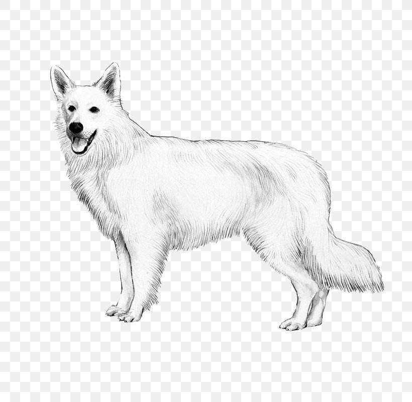Berger Blanc Suisse White Shepherd Canadian Eskimo Dog Dog Breed American Eskimo Dog, PNG, 800x800px, Berger Blanc Suisse, American Eskimo Dog, Artwork, Black And White, Breed Download Free