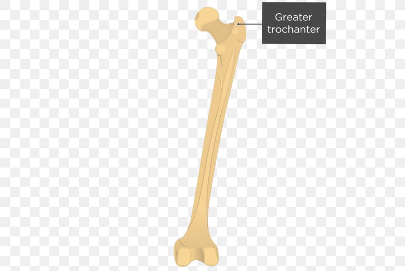 Gluteal Tuberosity Gluteal Muscles Femur Greater Trochanter Quadrate Tubercle, PNG, 619x550px, Watercolor, Cartoon, Flower, Frame, Heart Download Free