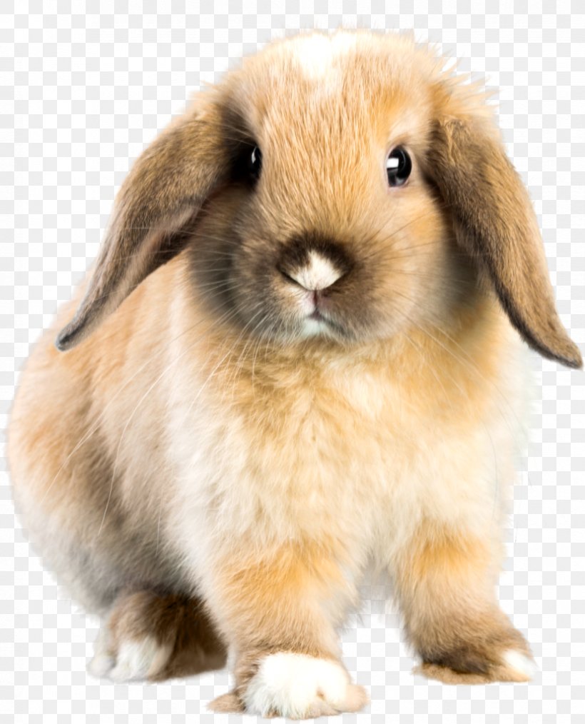 Holland Lop Mini Lop French Lop Dwarf Rabbit, PNG, 828x1024px, Holland Lop, Animal, Domestic Rabbit, Dwarf Rabbit, European Rabbit Download Free