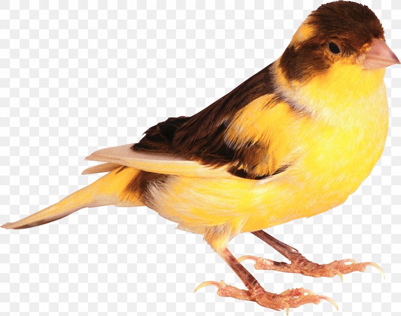 Domestic Canary Bird, PNG, 2877x2275px, Harz Roller, Atlantic Canary, Beak, Bird, Canary Download Free