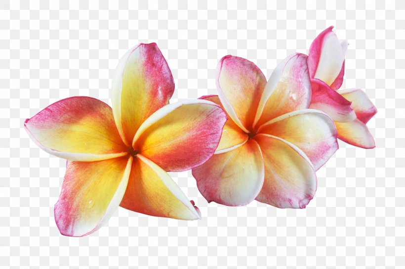 Frangipani Flower Euclidean Vector Watercolor Painting, PNG, 1024x682px, Frangipani, Cut Flowers, Floral Design, Floristry, Flower Download Free