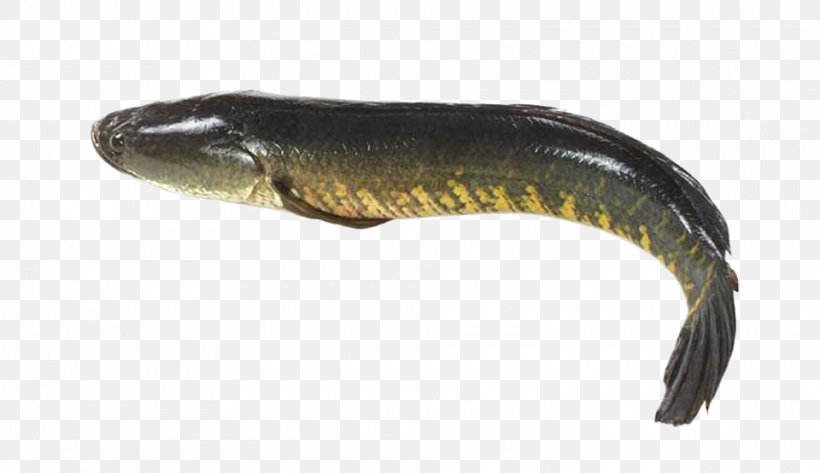 Giant Snakehead Snakehead Murrel Fishes Of The World Northern Snakehead, PNG, 960x554px, Giant Snakehead, Bony Fish, Channa, Fish, Fishes Of The World Download Free