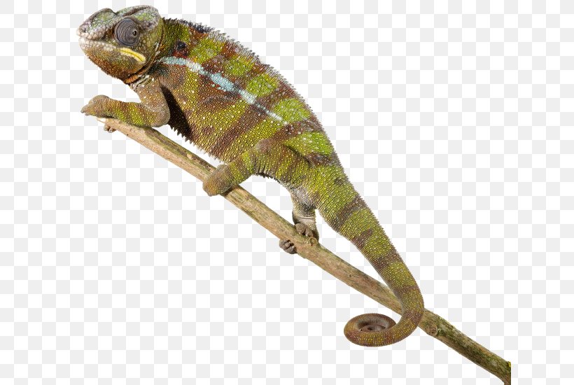 Lizard Reptile Agamidae Brookesia Minima Snake, PNG, 640x550px, Lizard, African Chameleon, Agamidae, Animal, Animal Figure Download Free