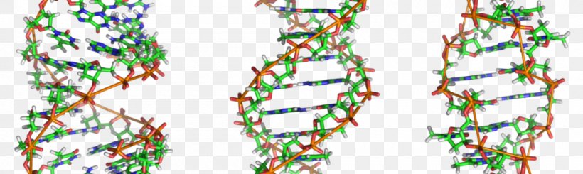 Z-DNA Nucleic Acid Double Helix Genome A-DNA, PNG, 1000x300px, Dna, Adna, Branch, Chromosome, Genetic Testing Download Free
