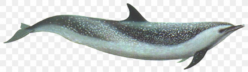 Common Bottlenose Dolphin Rough-toothed Dolphin Tucuxi Short-beaked Common Dolphin Porpoise, PNG, 1500x438px, Common Bottlenose Dolphin, Animal Figure, Atlantic Spotted Dolphin, Beak, Cetacea Download Free