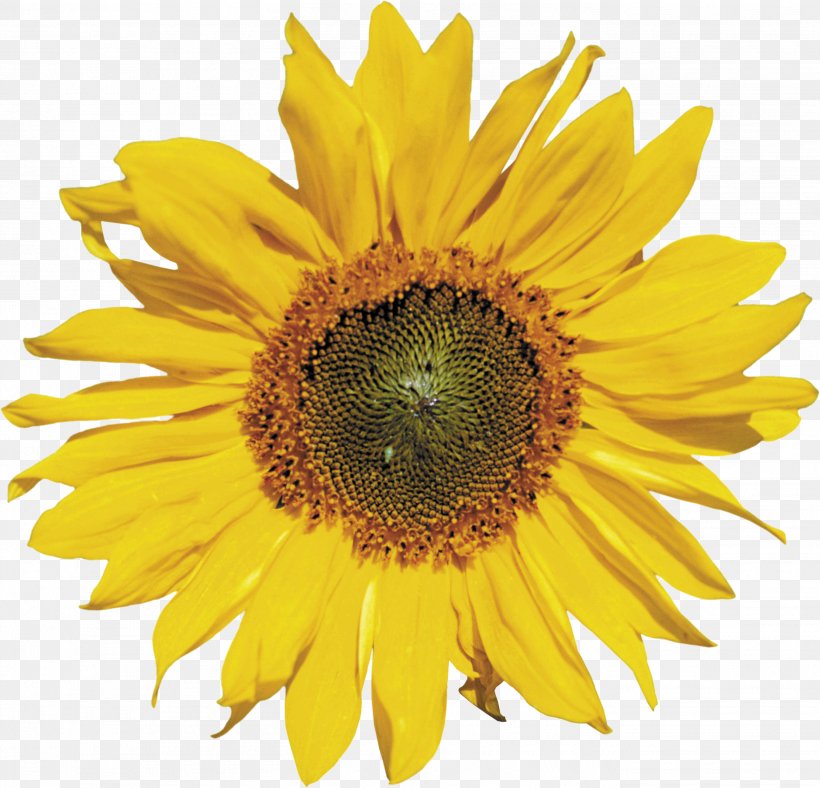 Common Sunflower Clip Art, PNG, 2698x2595px, Common Sunflower, Daisy Family, Digital Image, Flower, Flowering Plant Download Free