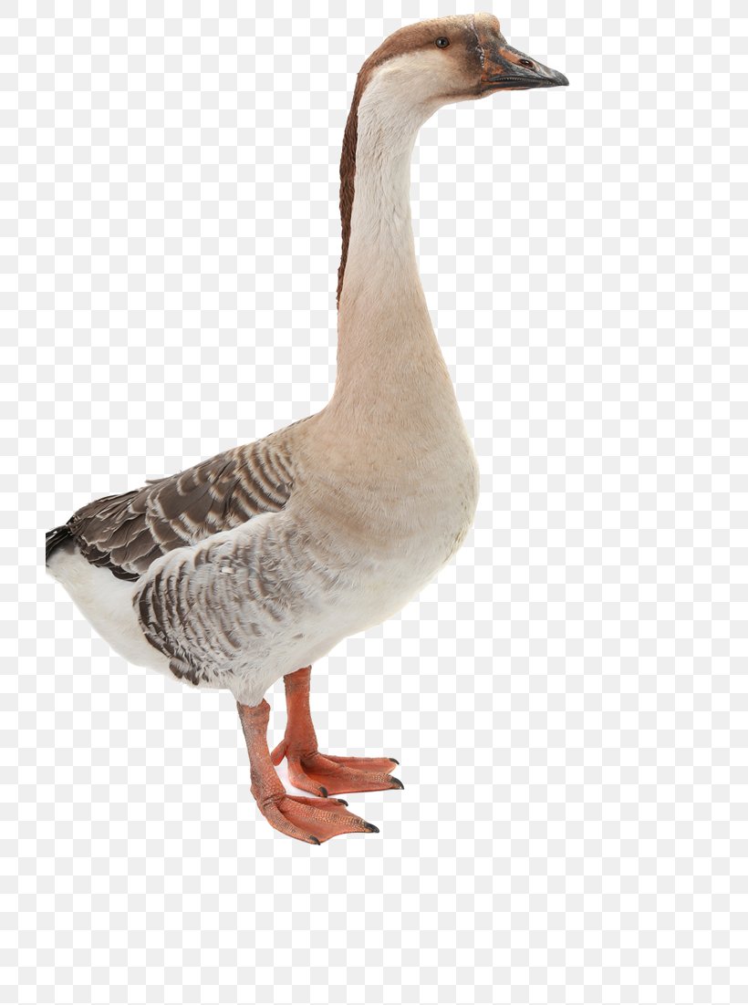 Mallard Domestic Goose Duck, PNG, 719x1102px, Mallard, Animal, Beak, Bird, Coreldraw Download Free