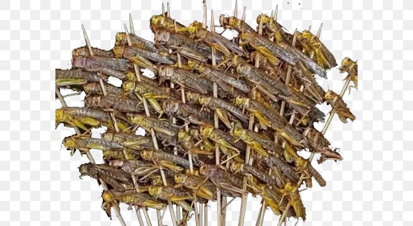 Chinese Cuisine Street Food Insect Eating, PNG, 600x450px, Chinese Cuisine, Brass, Dinner, Dish, Eating Download Free