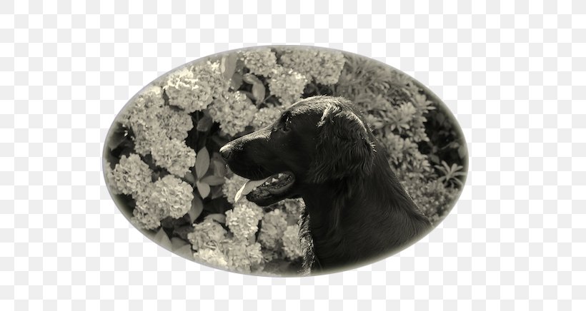 Dog, PNG, 625x436px, Dog, Dog Like Mammal, Rock Download Free