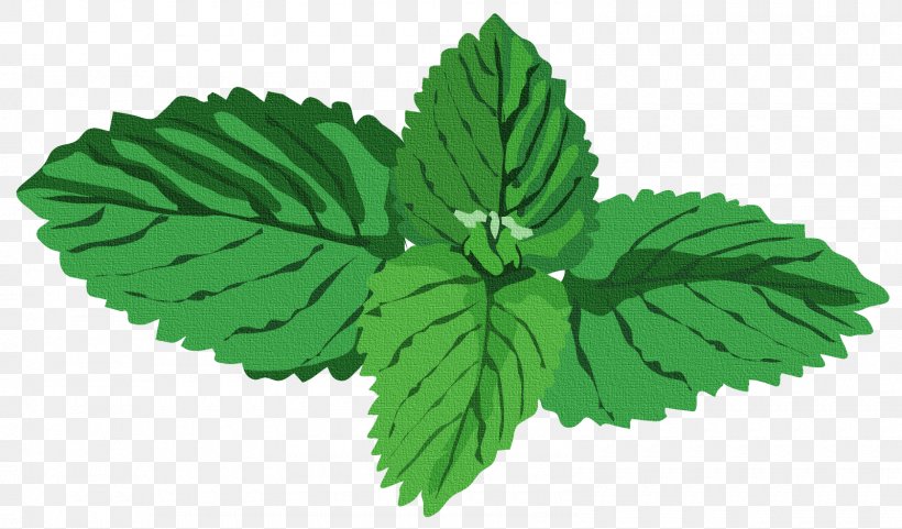 Peppermint Herb Water Mint Basil Clip Art, PNG, 1600x940px, Peppermint, Agonis Flexuosa, Basil, Herb, Herbalism Download Free