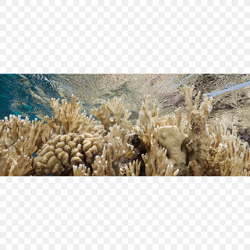 Photographer Canvas Print Underwater Photography, PNG, 1000x1000px, Photographer, Canvas, Canvas Print, Chromis, Commodity Download Free