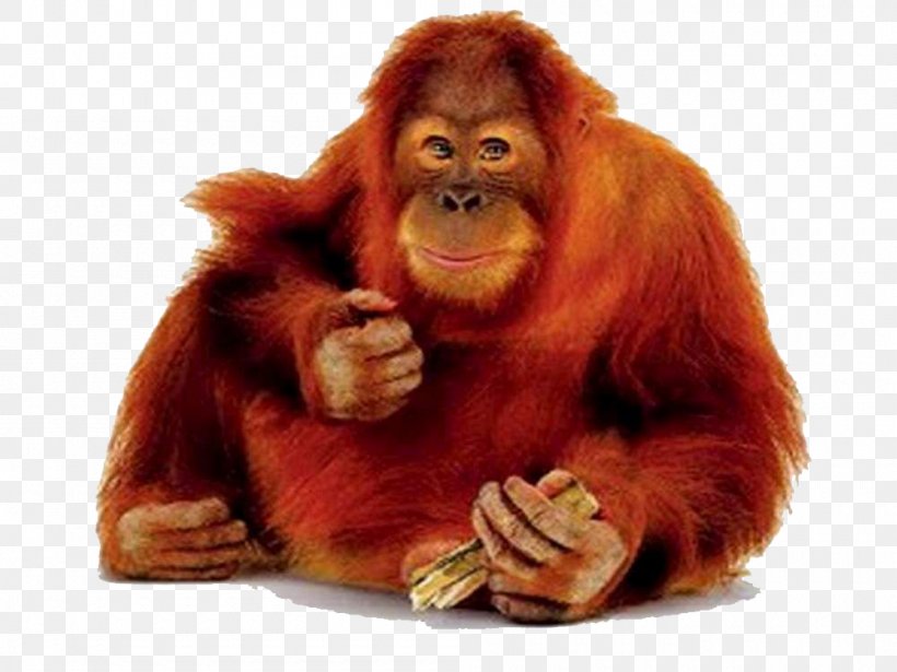 Sumatran Orangutan Chimpanzee Bornean Orangutan, PNG, 1000x751px, Sumatran Orangutan, Bornean Orangutan, Chimpanzee, Fur, Great Ape Download Free