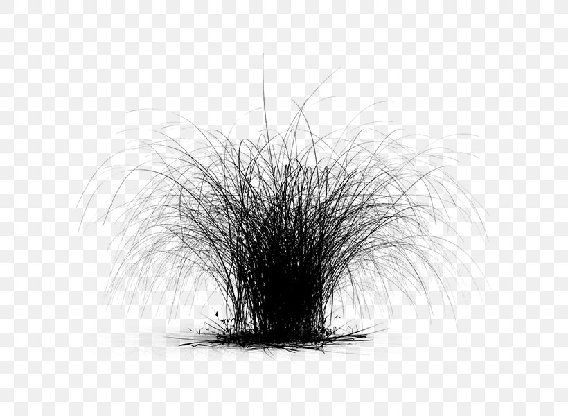 Tree, PNG, 600x600px, Tree, Blackandwhite, Drawing, Grass, Grass Family Download Free