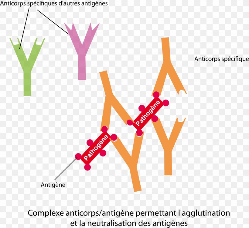 Antibody Antigen Immune Complex Especificidad Statistics, PNG, 1938x1780px, Antibody, Antigen, Binary Classification, Diagram, Disease Download Free