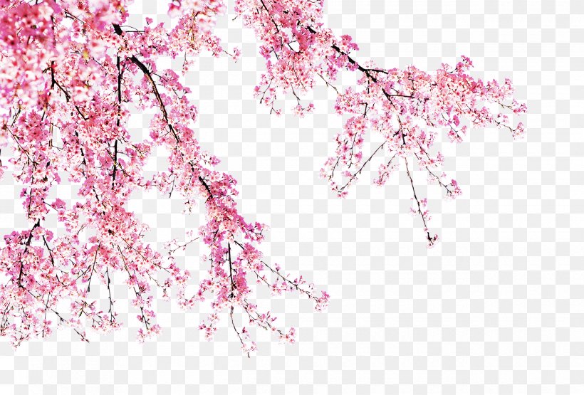 Blossom Pink, PNG, 2480x1680px, Blossom, Branch, Cherry Blossom, Color, Flower Download Free