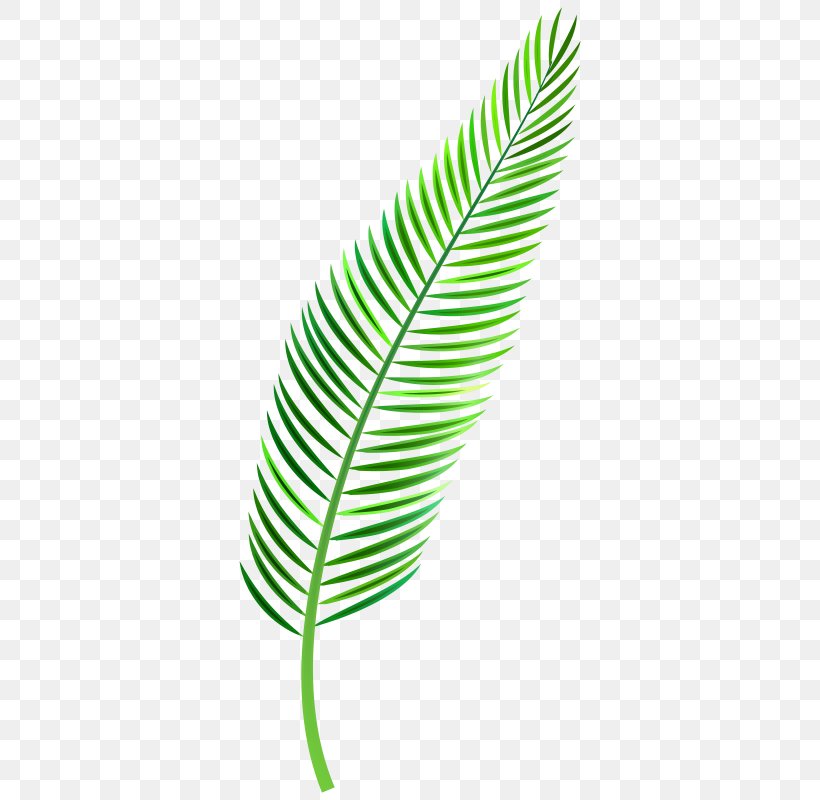 Clip Art Leaf Palm Trees Image, PNG, 374x800px, Leaf, Feather, Frond, Green, Palm Branch Download Free