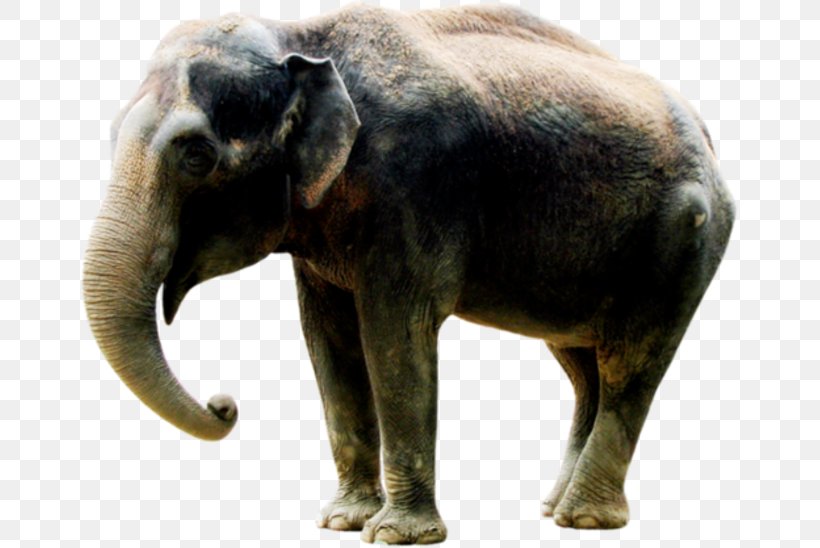 Indian Elephant African Elephant Elephantidae Tusk Clip Art, PNG, 657x548px, Indian Elephant, African Elephant, Animal, Dog, Drawing Download Free