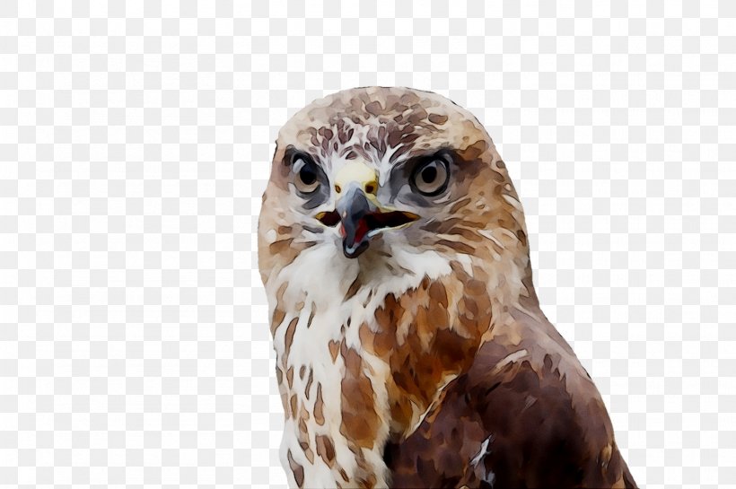 Owl Hawk Common Buzzard Fauna, PNG, 1561x1039px, Owl, Accipitridae, Accipitriformes, Beak, Bird Download Free