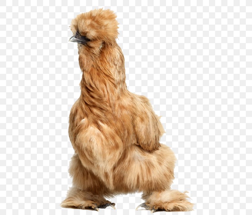 Rooster Silkie Bird Daftar Jenis Ayam, PNG, 464x699px, Rooster, Beak, Bird, Breed, Chicken Download Free