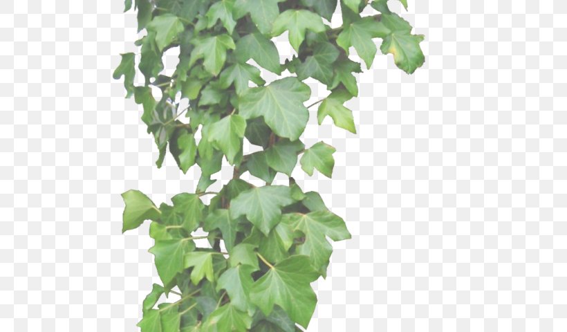 Vine Plants Common Ivy Hanging Basket Clip Art, PNG, 640x480px, Vine, Bougainvillea, Branch, Common Ivy, Devils Ivy Download Free