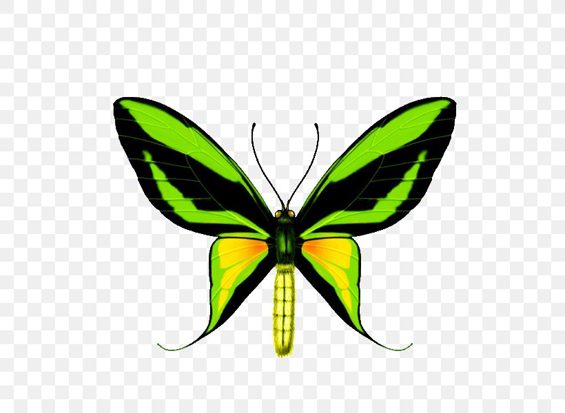 Butterfly Paradise Birdwing Ornithoptera Priamus Ornithoptera Goliath, PNG, 600x600px, Butterfly, Birdwing, Green, Insect, Invertebrate Download Free