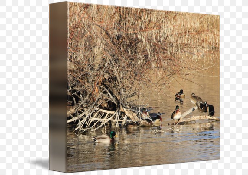 Duck Water Bird Goose Cygnini, PNG, 650x581px, Duck, Anatidae, Animal, Bird, Cygnini Download Free