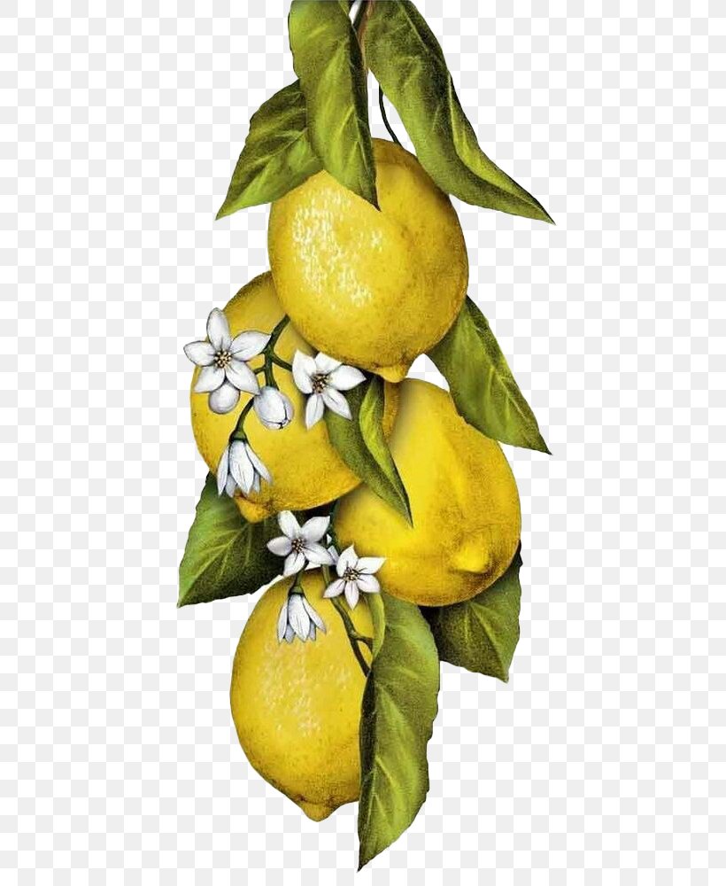 Towel Napkin Painting Flour Sack Lemon, PNG, 465x1000px, Towel, Art, Bitter Orange, Citron, Citrus Download Free