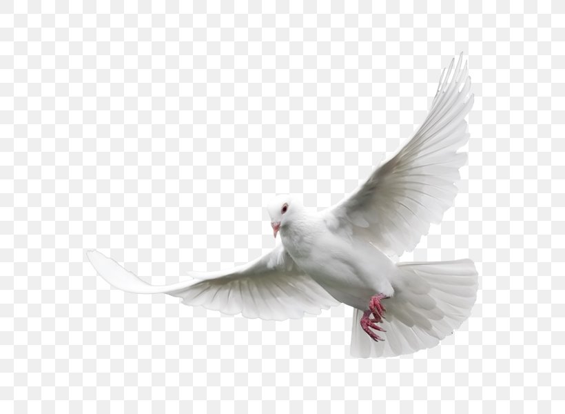 Columbidae Domestic Pigeon Bird Clip Art, PNG, 600x600px, Columbidae, Beak, Bird, Domestic Pigeon, Doves As Symbols Download Free