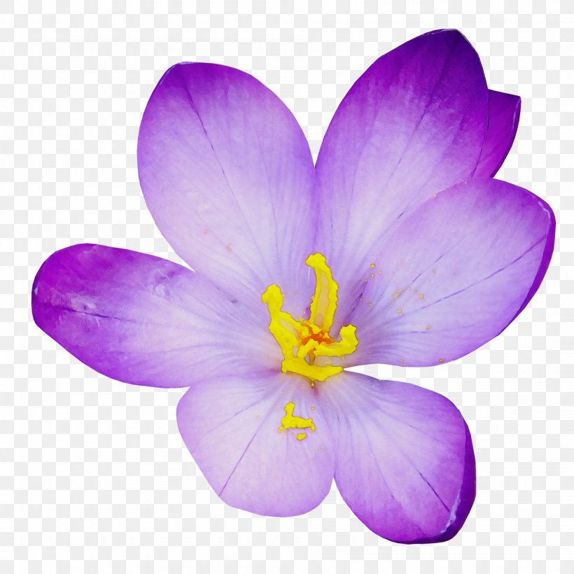 Flowering Plant Petal Crocus Flower Violet, PNG, 1900x1900px, Watercolor, Crocus, Flower, Flowering Plant, Lilac Download Free