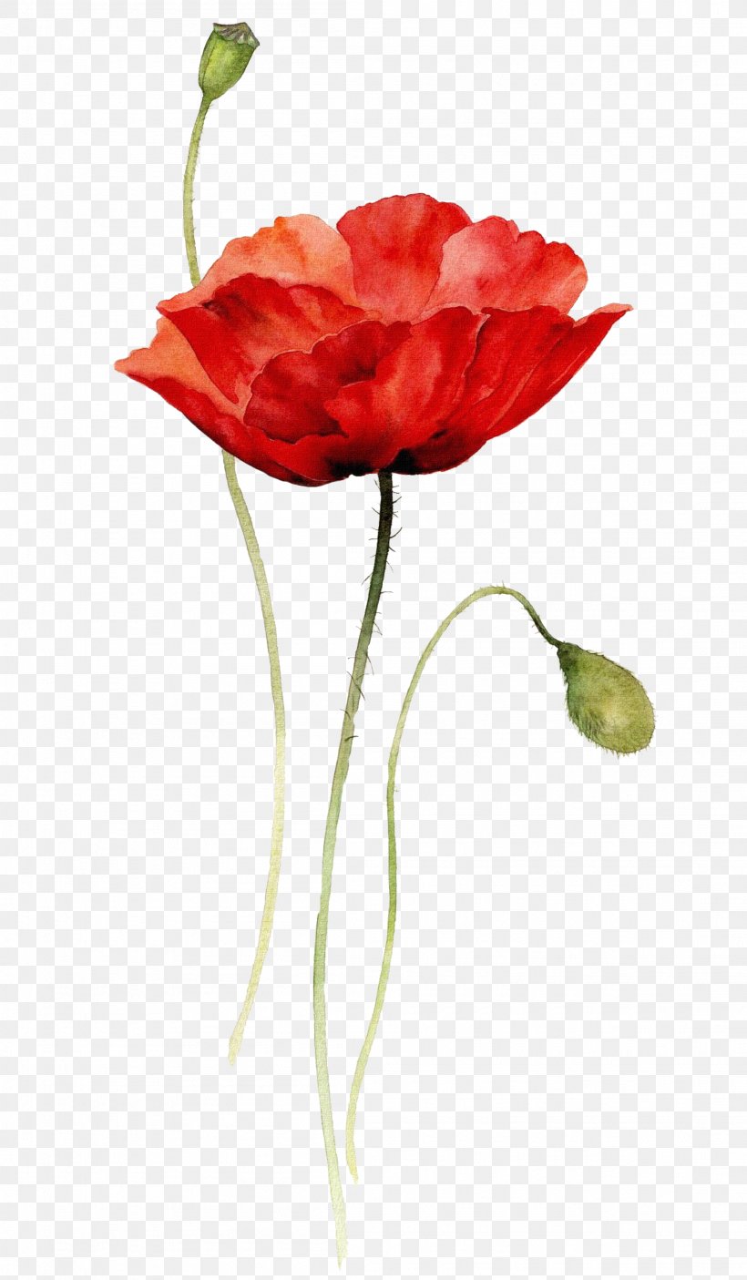 Poppies Watercolor Painting Paper Drawing, PNG, 2206x3780px, Poppies