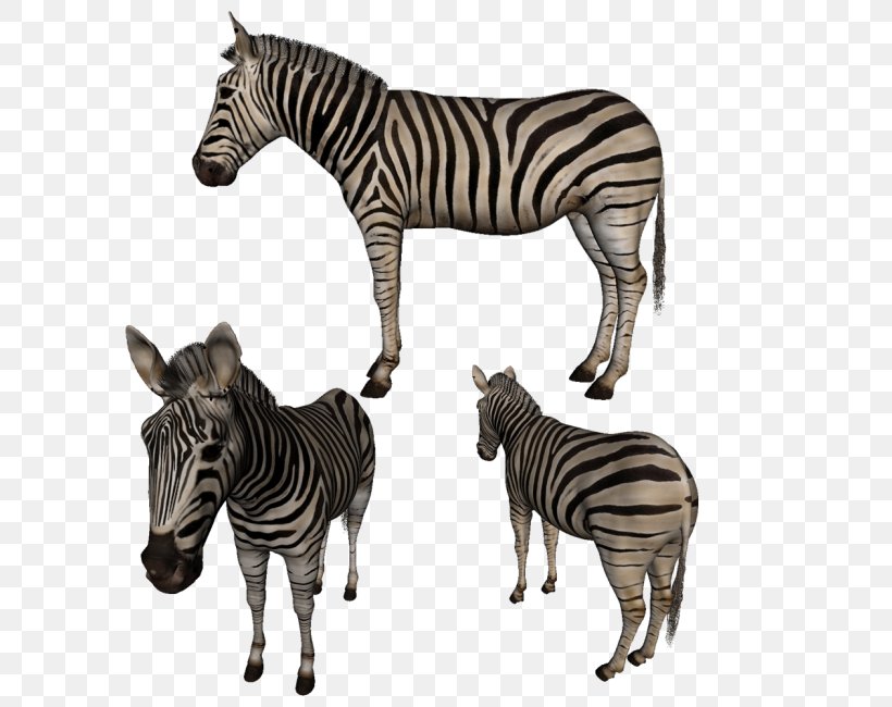 Quagga Zebra Neck Terrestrial Animal Wildlife, PNG, 650x650px, Quagga, Animal, Fauna, Horse Like Mammal, Mammal Download Free