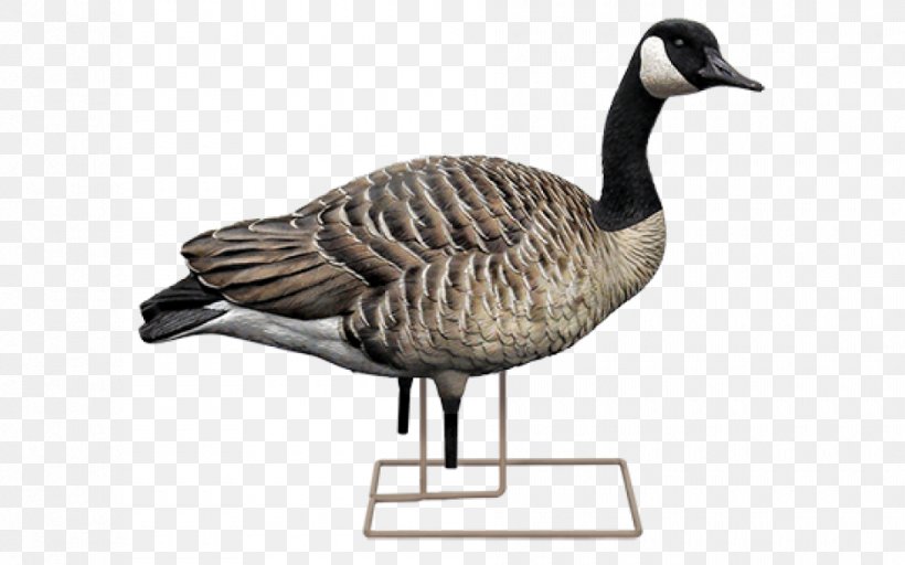 Canada Goose Duck Mallard Decoy, PNG, 940x587px, Goose, American Black Duck, Appelant, Beak, Bird Download Free