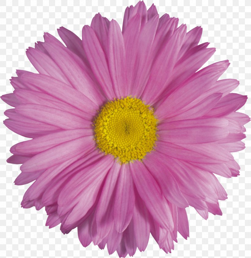 Cut Flowers Petal, PNG, 2402x2477px, Flower, Annual Plant, Aster, Chrysanths, Cut Flowers Download Free