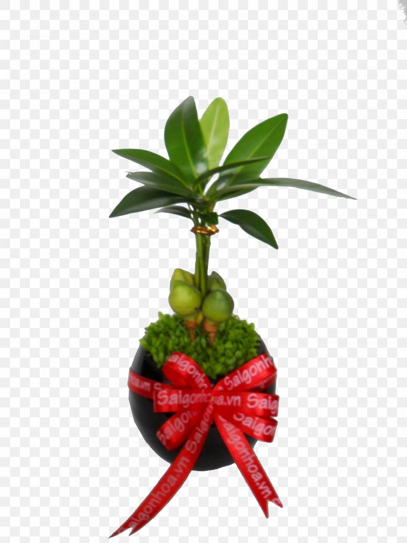 Leaf Flowerpot Houseplant Plant Stem, PNG, 2736x3648px, Leaf, Flowerpot, Houseplant, Plant, Plant Stem Download Free
