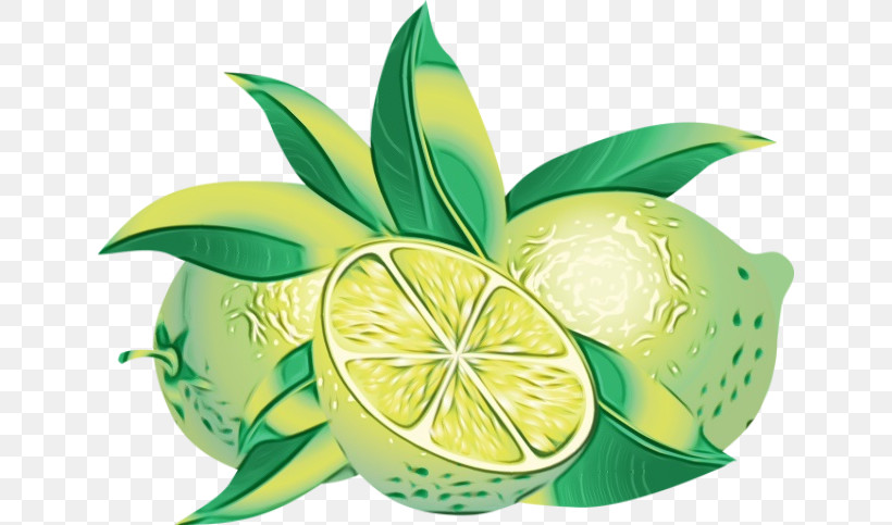 Persian Lime Key Lime Citric Acid Lemon Lime, PNG, 640x483px, Watercolor, Acid, Biology, Chemistry, Citric Acid Download Free