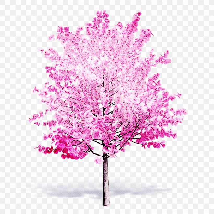 Pink Tree Red Bud Plant Flower, PNG, 1000x1000px, Pink, Blossom, Branch, Flower, Magenta Download Free