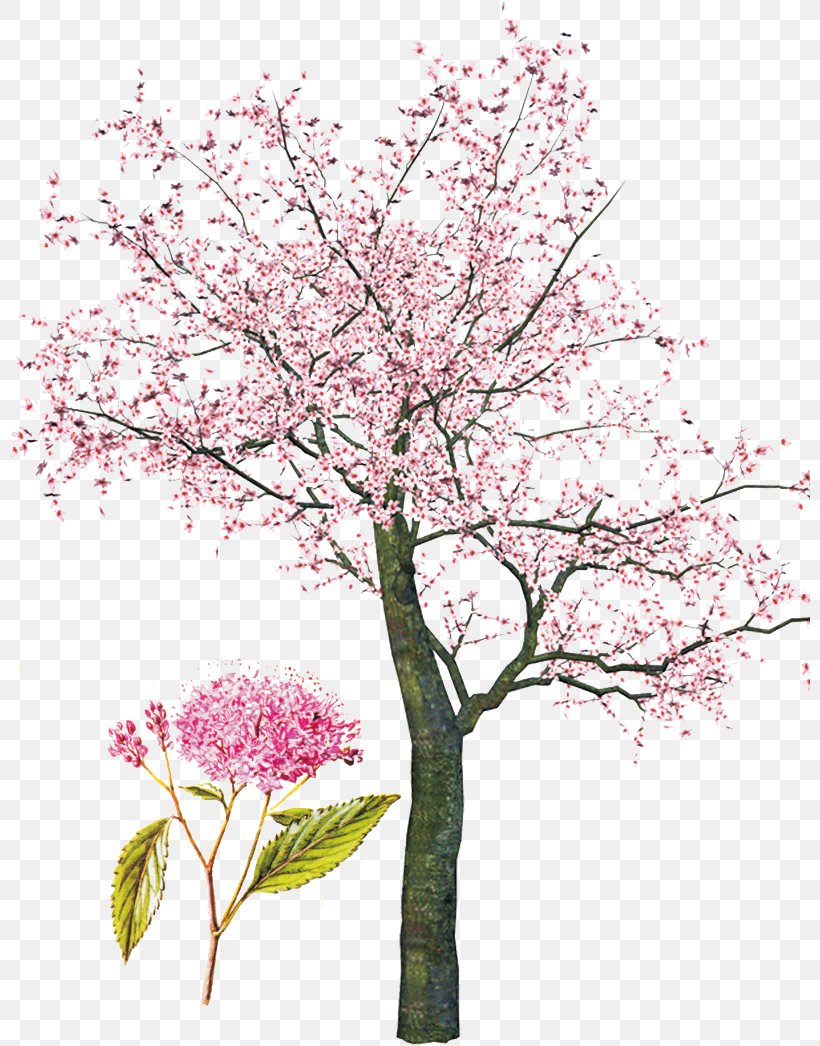 Tree Spring Clip Art, PNG, 800x1046px, Tree, Blog, Blossom, Branch, Cherry Download Free