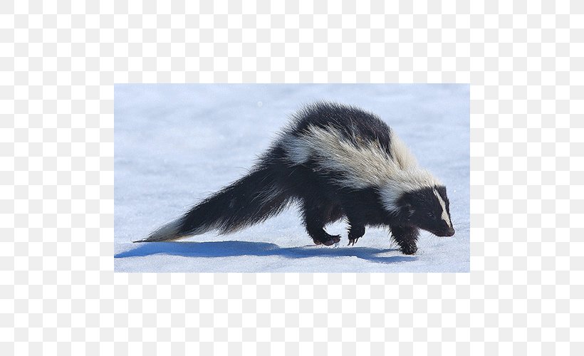 Weasels Fauna Fur Skunk, PNG, 500x500px, Weasels, Fauna, Fur, Mustelidae, Polecat Download Free