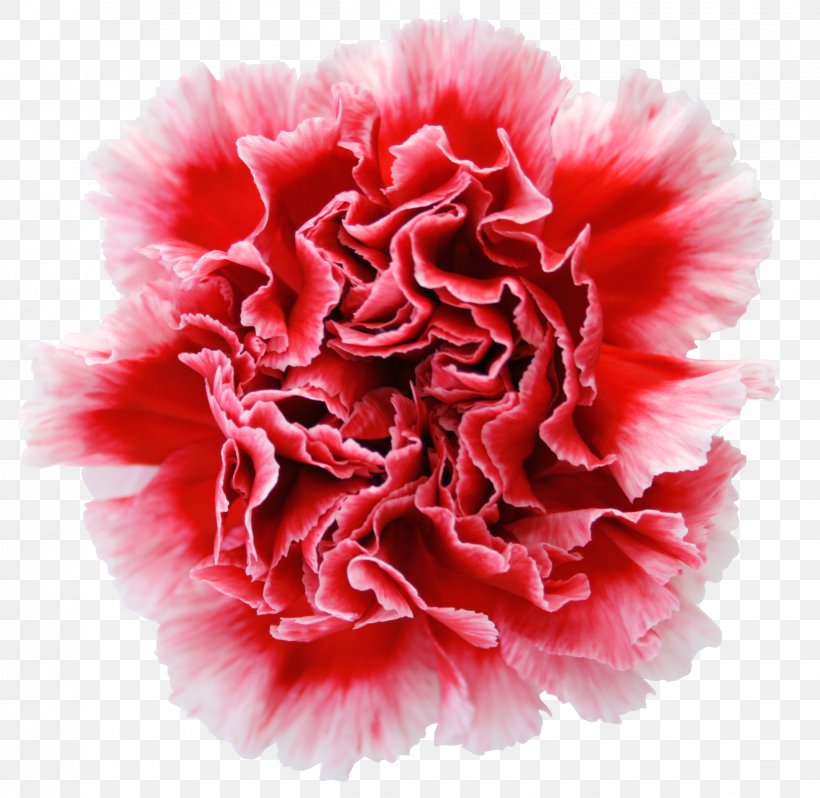 Carnation Garden Roses Cut Flowers Dianthus Chinensis, PNG, 2472x2406px, Carnation, Centifolia Roses, Cut Flowers, Dianthus, Dianthus Chinensis Download Free