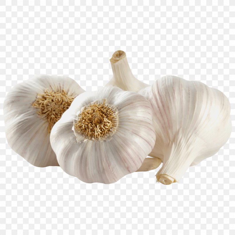 Garlic Vegetable Onion European Union Discount Store, PNG, 1600x1600px, Garlic, Dacha, Discount Store, European Union, Flowering Plant Download Free